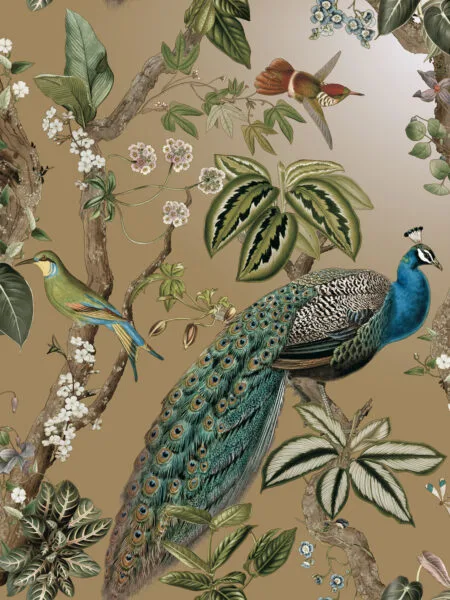 Dutch First Class Cassia Gold