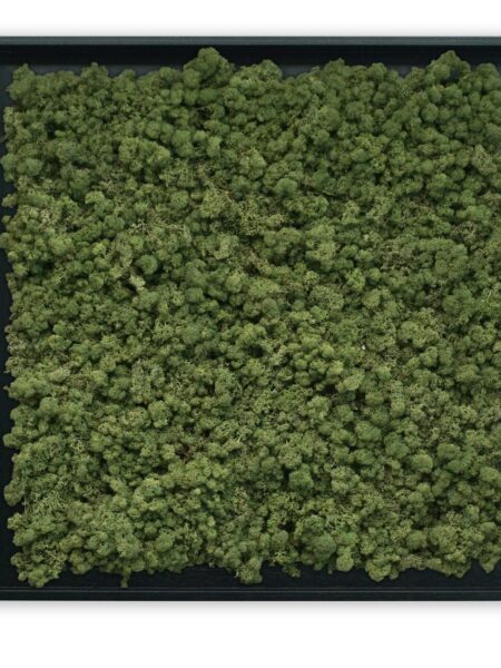 Mosschilderij Tortvak green zwart product