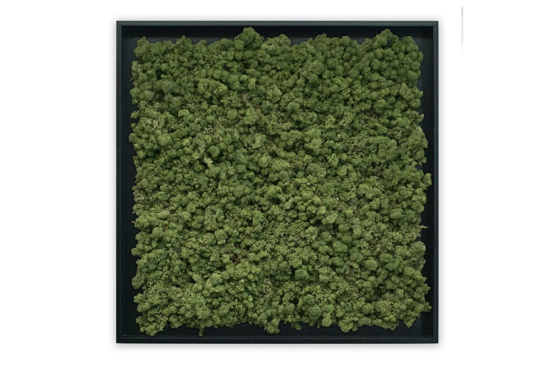 Mosschilderij Tortvak green zwart product