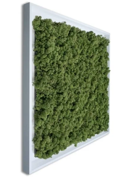 Mosschilderij Tortvak green wit