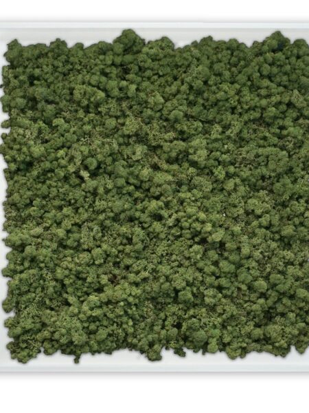 Mosschilderij Tortvak green wit product