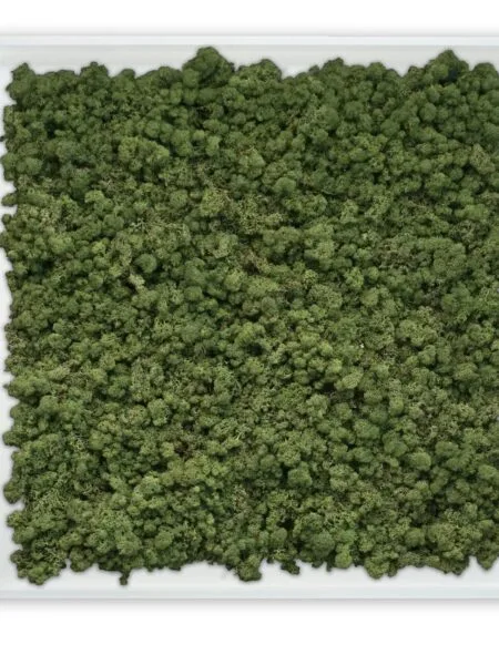 Mosschilderij Tortvak green wit product