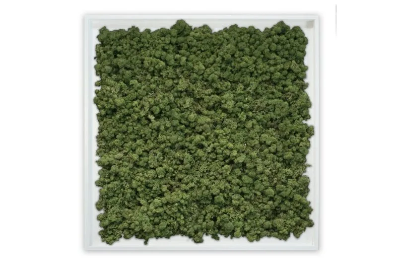 Mosschilderij Tortvak green wit product