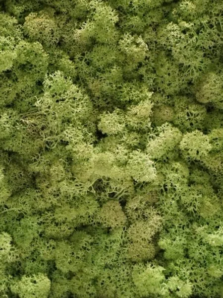 Nature at Home Tortvak Icemoss mint green