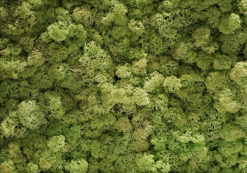 Nature at Home Tortvak Icemoss mint green