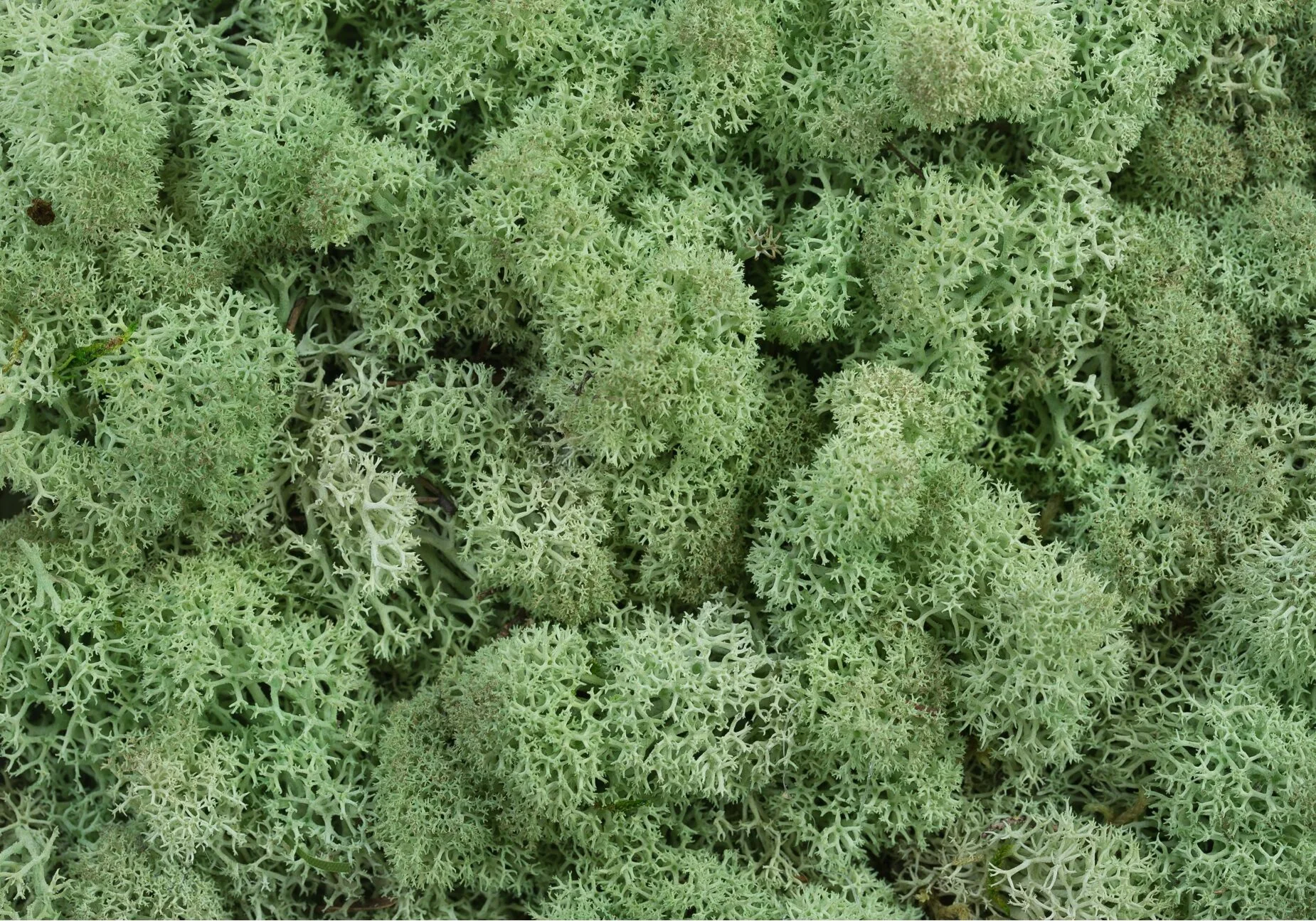 Nature at Home Tortvak Icemoss mint green - Afbeelding 3