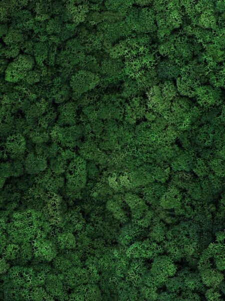 Nature at Home Tortvak Icemoss green