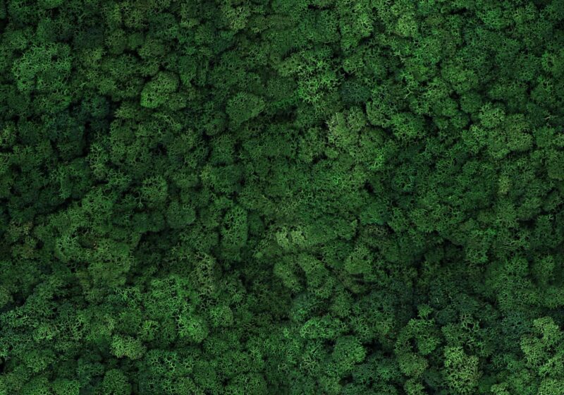 Nature at Home Tortvak Icemoss green