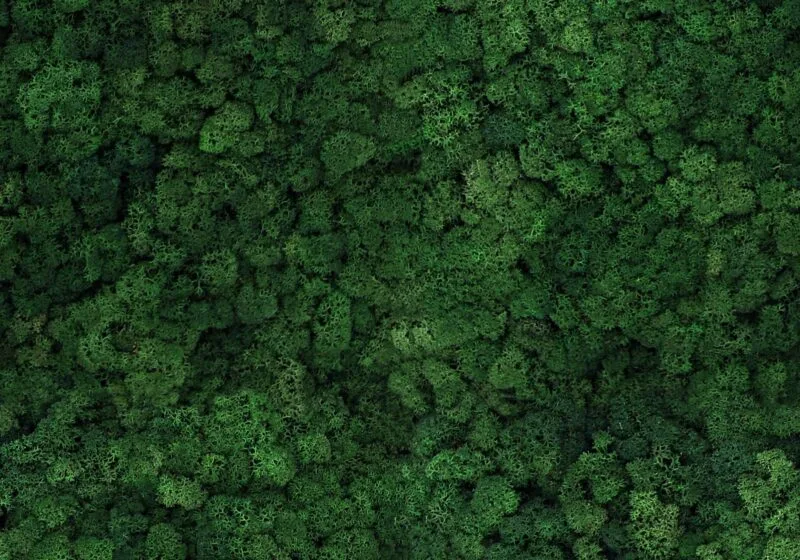 Nature at Home Tortvak Icemoss green