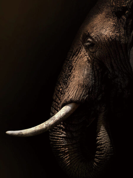 Glasschilderij 80x120cm Olifant mysterieus
