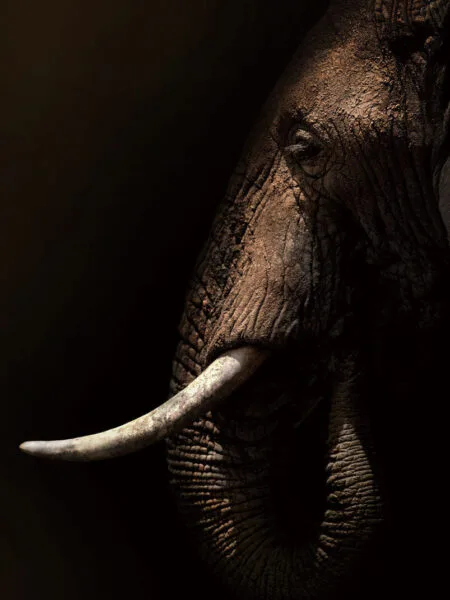 Glasschilderij 80x120cm Olifant mysterieus